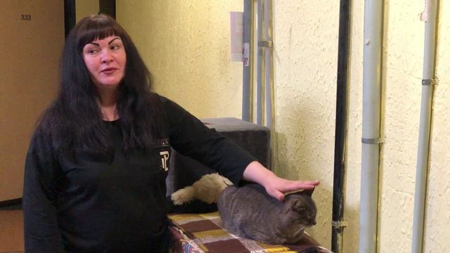 История спасения кошки Мани