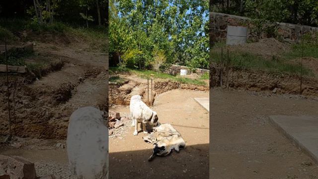 Реакция САО на шкуру волка