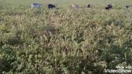 Овцы на краю деревни