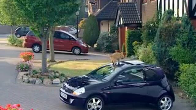 Ford Sportska Spot (The Ka'S Evil Twin)