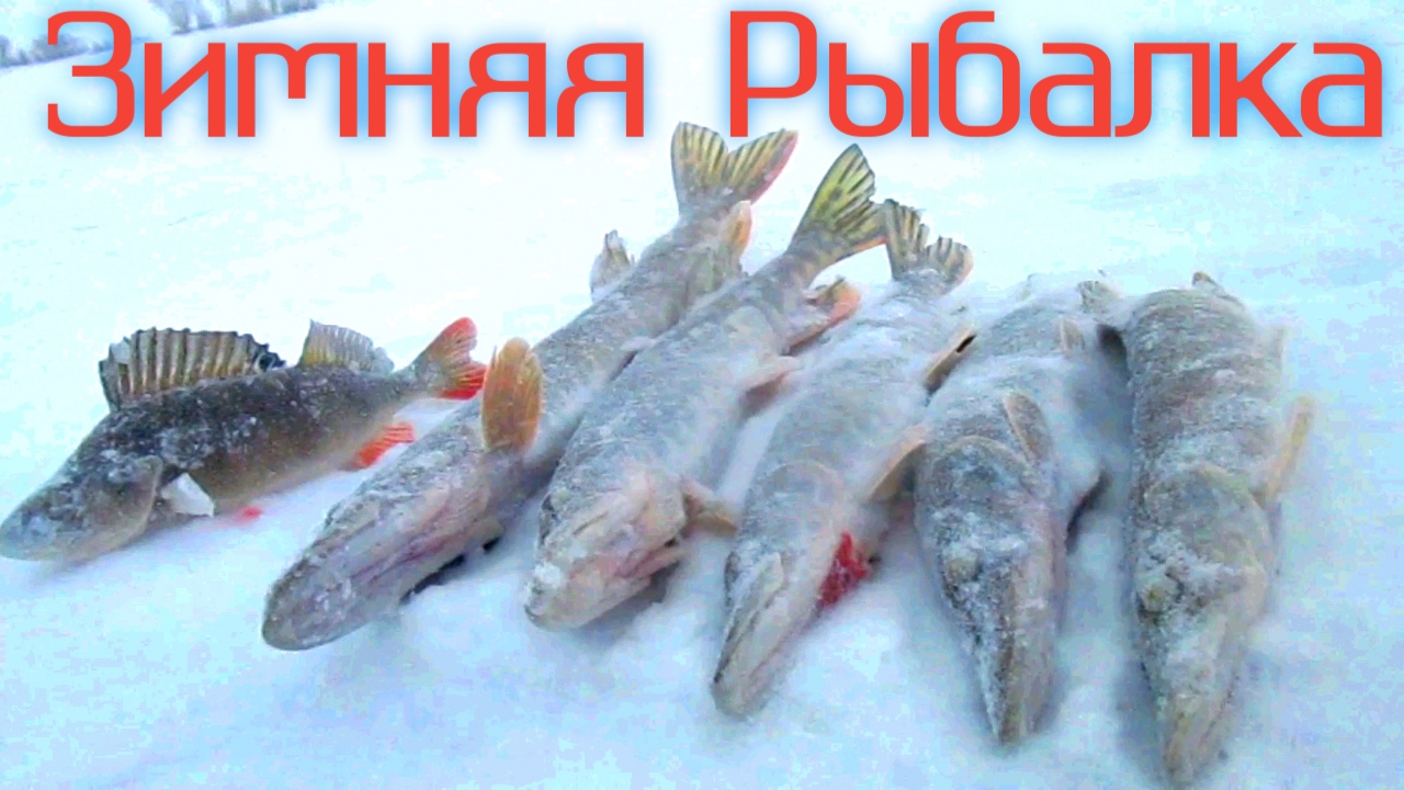 ВЕТЕР, СНЕГ, МЕТЕЛЬ, А МЫ РЫБАЧИМ! ЩУКА НА ЖЕРЛИЦЫ И КЛАССНЫЕ ЭМОЦИИ!