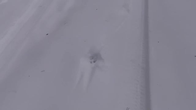поймал 45го волка