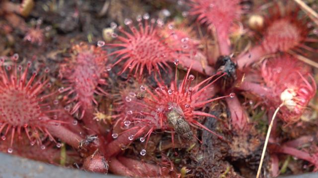 Feeding a tiny carnivorous plant