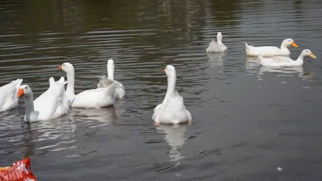 Video test Nikon D3200 kit lens 18-105mm Duck