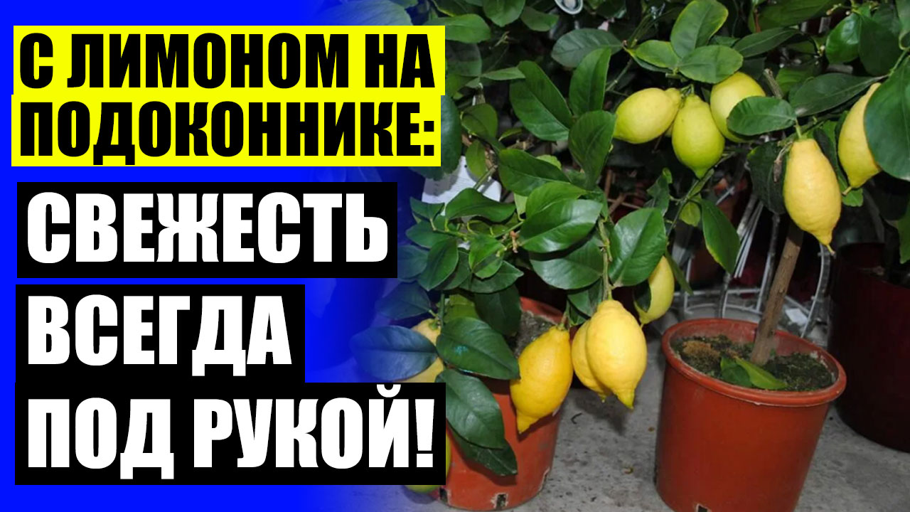 ☑ Лимон как выращивать в домашних