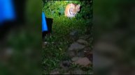 Амурский тигр в Приморье зашел во двор: Что случилось с собакой?