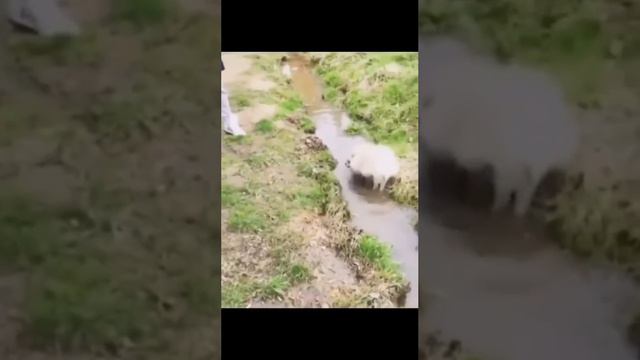 Собаку любит воду