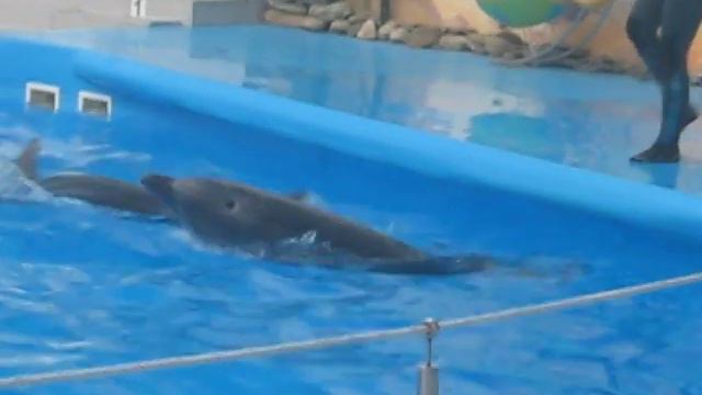 Дельфины, дельфинарий.  Dolphins, dolphin
