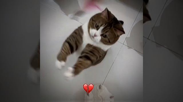СМОТРИ И СМЕЙСЯ