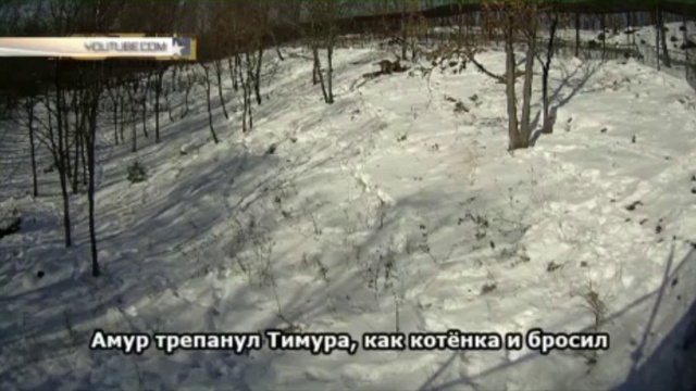 ШОКИРУЮЩИЙ КОНЕЦ ДРУЖБЫ КОЗЛА И ТИГРА