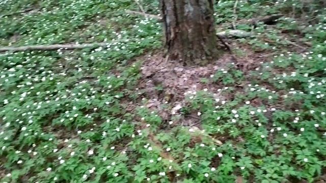 АПРЕЛЬСКИЙ ЛЕС/ БЕЛЫЕ ПЕРВОЦВЕТЫ/ПЕНИЕ ПТИЦ