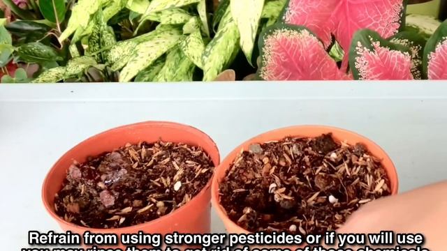 A Dying Begonias:How To Rescue #rexbegonia#infected#saverexbegonia
