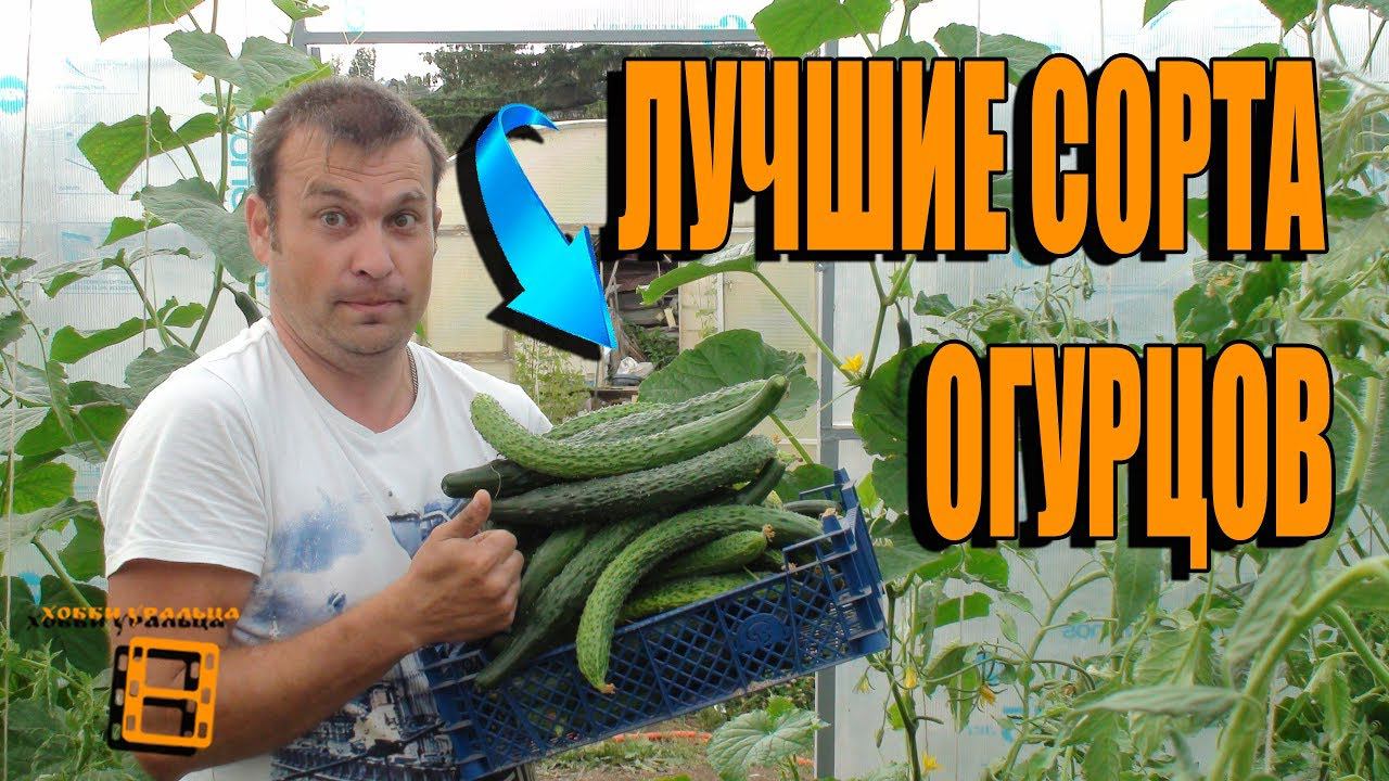 СУПЕР СОРТА ОГУРЦОВ ДЛЯ ПОСАДКИ В НОВОМ СЕЗОНЕ. САД (ОГОРОД) И ТЕПЛИЦА