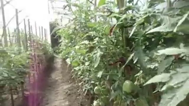 Выращивание помидор в теплице, сколько и как ?