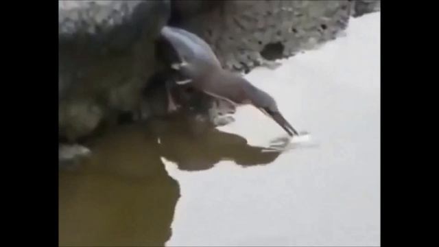 Рыбалка 100 уровня - птица рыболов, прикормка рулит