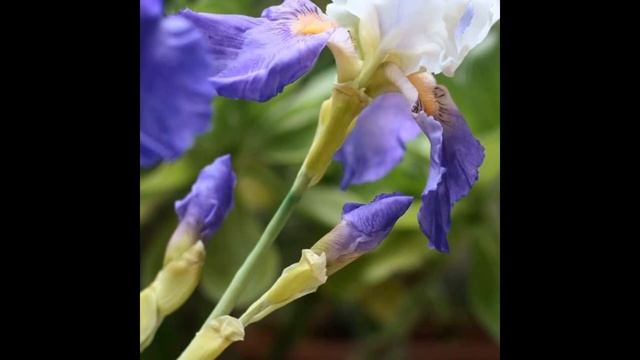 Ретроспектива моих ирисов. A retrospective of my irises.