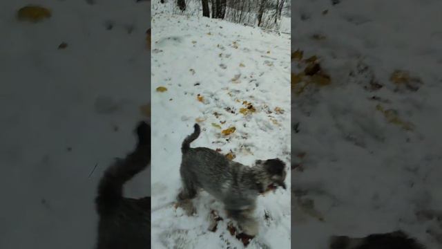 Наша прогулка по первому снежку schnauzer миттельшнауцер шнауцер Nikkolo Amata