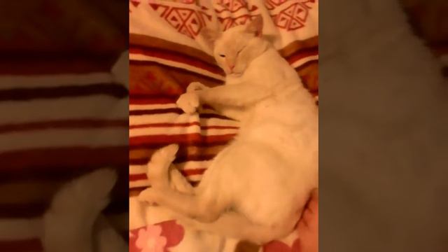 кот первый парень на деревне)) Сема после свидания