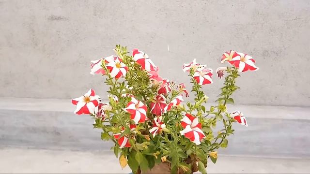 how to save petunia seed for next year | কিভাবে পরবর্তী বছরের জন্য পিটুনীয়া বীজ সংরক্ষণ করবো | see