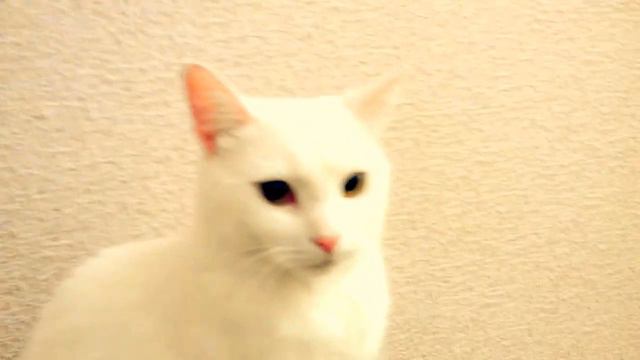 Самая красивая кошка в мире
