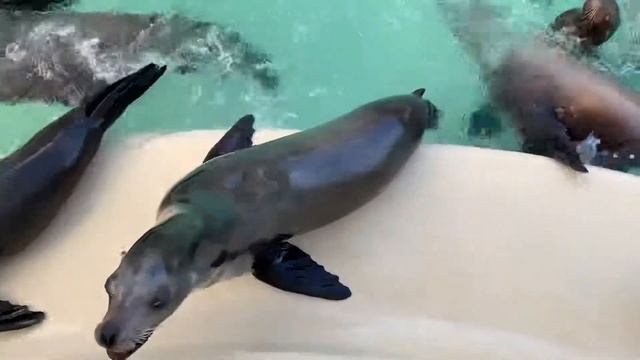 Морские обитатели #6, SeaWorld, San-Diego