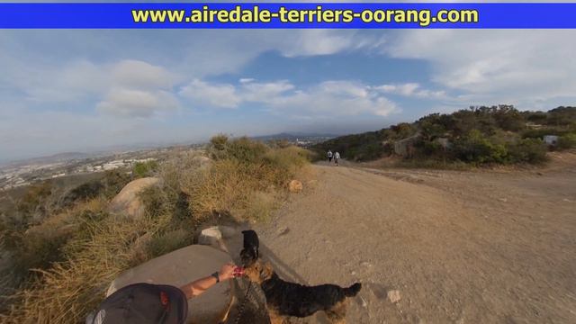 dog walk safety - Larger Airedale Terriers