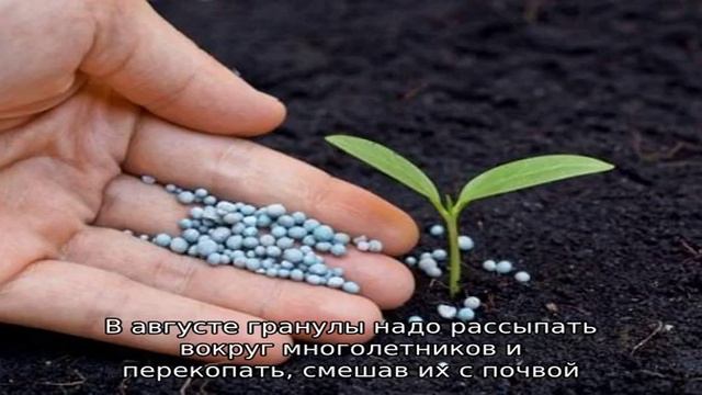 Применение фосфорно-калийных удобрений для подкормки цветов