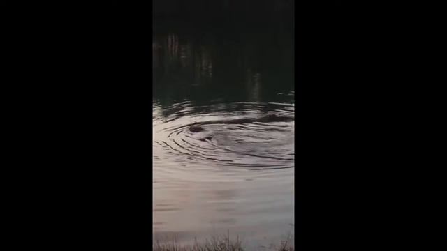 Бобры в челнах 00.2015