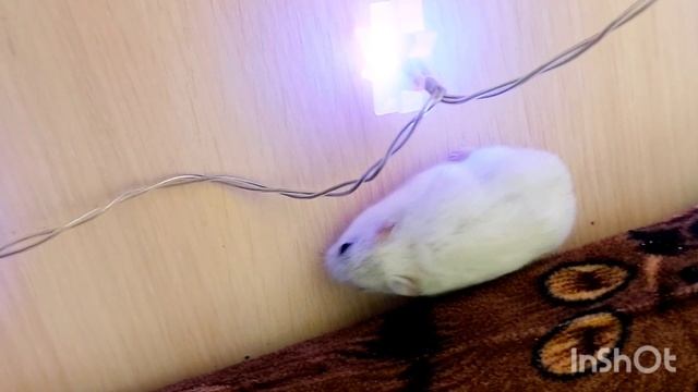 Новогоднее настроение. ХомячОк Джулия???