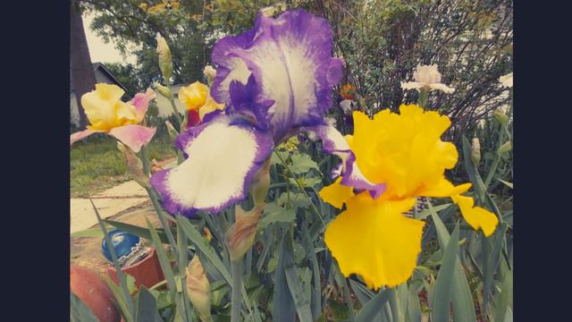 Iris Farming in the Midwest + Giant USA flower field of lilies and Iris Plus more .. almost spring!