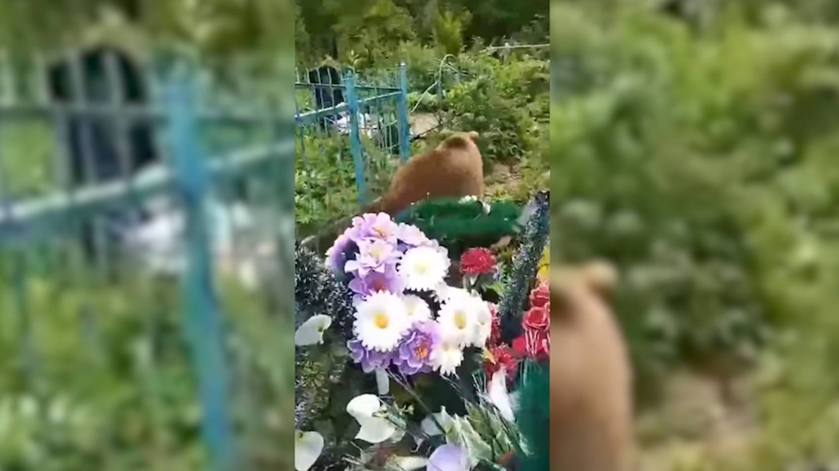 Медвежонок пришел на кладбище в Иркутской области