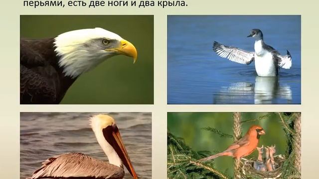 в мире растений и животных