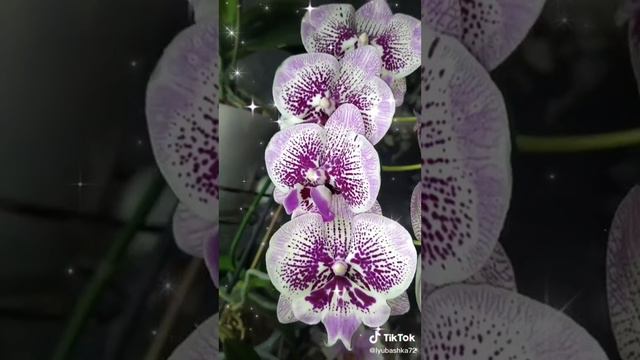 #домашнее цветение орхидей
#фаленопсис биг лип
#орхидея фаленопсис