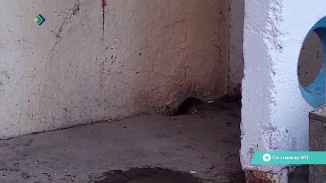 В сыктывкарской Орбите крысы захватили один из домов по улице Малышева