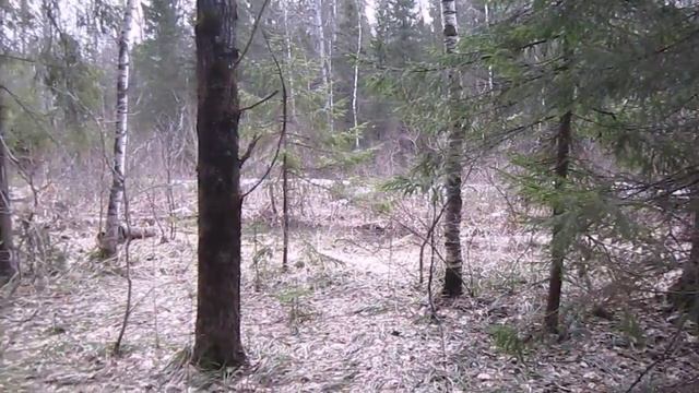 Охота,ёжик,иж 27 на кучность,самолёт,глухарь улетел. hunting.