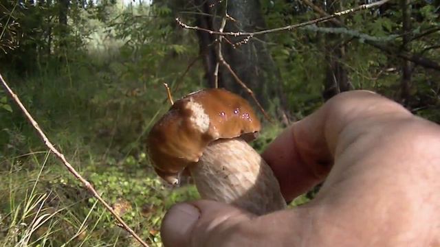 Белый гриб в лесу хозяин