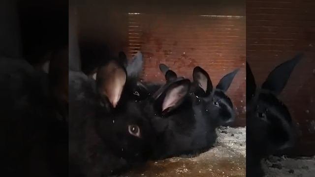 СОВЕТСКОЕ СЕРЕБРО.. ПОЛТАВСКОЕ СЕРЕБРО..СЕРЕБРИСТЫЙ КРОЛИК.
