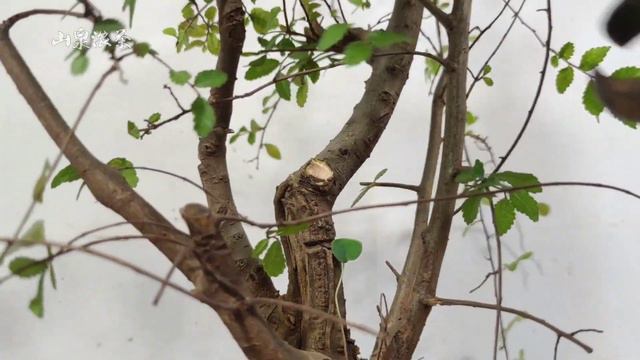 The process of cultivating elm jungle bonsai, fixing roots and matching pots榆樹叢林盆景培育定型修根配盆的過程