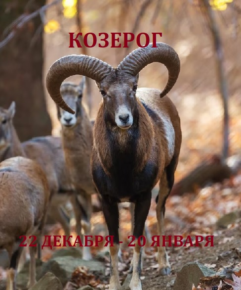 КОЗЕРОГ - ГОРОСКОП НА ИЮНЬ 2024 ГОДА / CAPRICORN - HOROSCOPE JUNE 2024