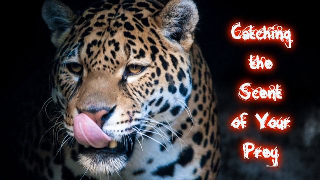 Royalty Free Background Music #36-A (Catching the Scent of Your Prey) SuspensePercussion