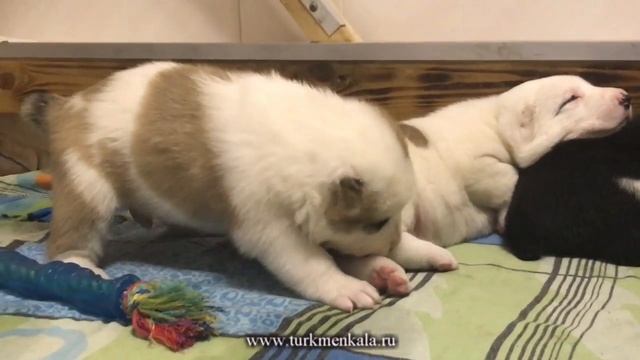А я уже выспался!.. Щенкам алабая 20 дней