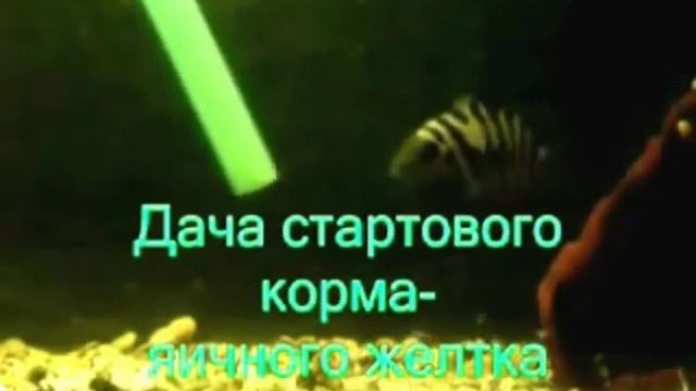 цихлазомы чернополосые, разведение подробно.mp4
