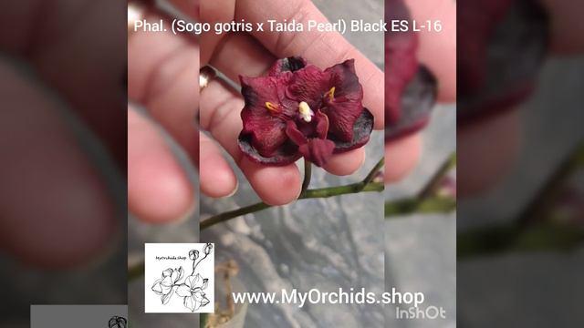 Phalaenopsis Sogo Gotris x Taida Pearl Black ES L-16
