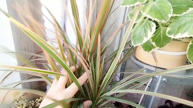 🌿Растения долгожители в моей коллекции🌿