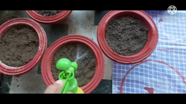 Portulaca/Moss rose:Propagation #9o'clock#sunrose#purslane#dev'sgarden