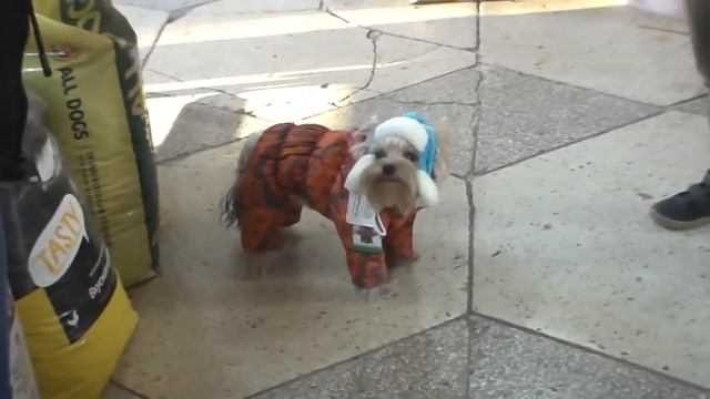 Зимняя шапочка для собак.