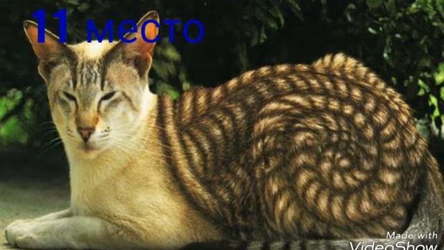 Топ 20 необычных кошек #2