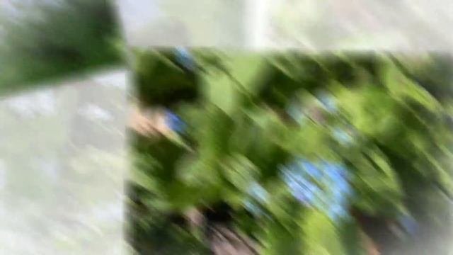 Бруннера крупнолистная Brunnera sibirica