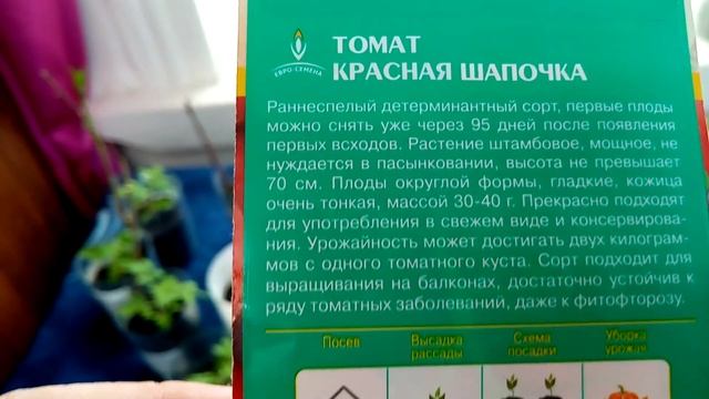 КРАСНАЯ ШАПОЧКА мой Любимый сорт??? Помидор буду выращивать в Теплице и в Открытом Грунте в 2023г.?