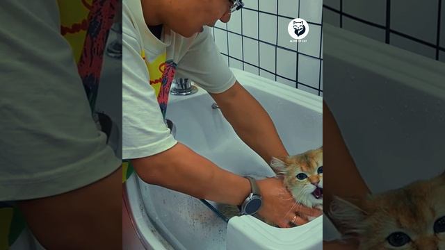 Stray Cats против Bath Time: эпическое противостояние! #FunnyC #CatBath #Cats